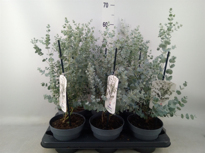 <h4>Eucalyptus gunnii 'Blue Ice'</h4>