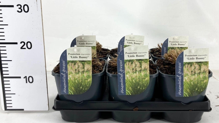 Pennisetum alopecuroides Little Bu