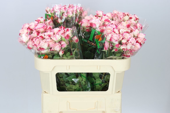 <h4>Rosa Tr Reflex</h4>