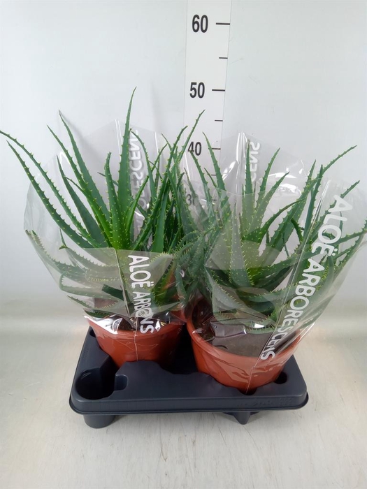 <h4>Aloe arborescens</h4>