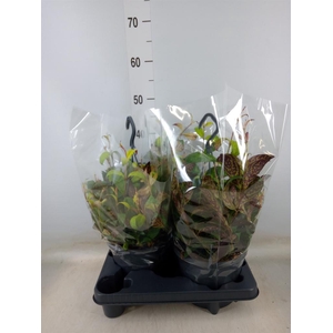 Aeschynanthus marmoratus