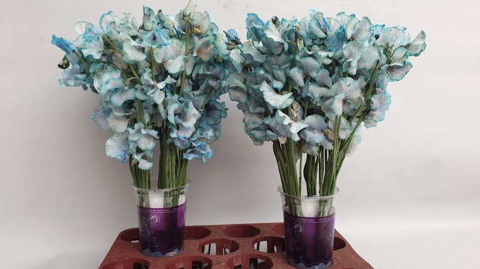 <h4>Lathyrus Blue Magic</h4>