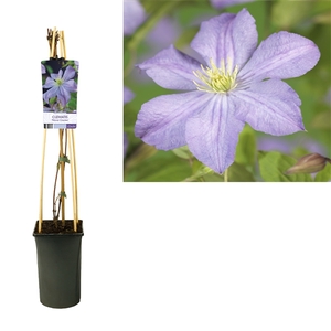 Clematis 'Prince Charles' +light label