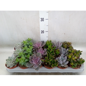 Succulents   ...