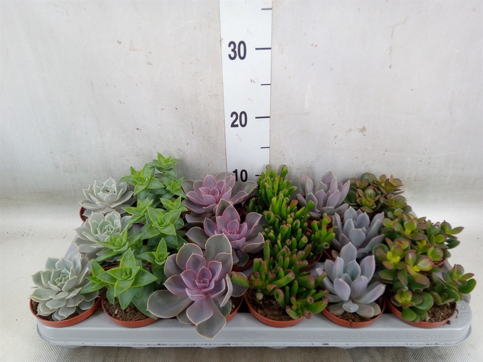 <h4>Succulents   ...</h4>