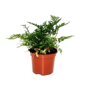 Humata Tyermannii (Davallia Hazenpootvaren)