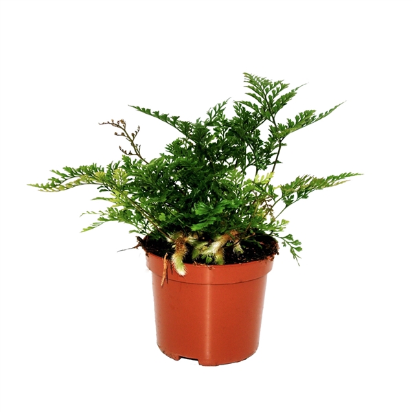 <h4>Humata Tyermannii (Davallia Hazenpootvaren)</h4>