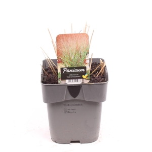 Panicum virgatum 'Shenandoah'