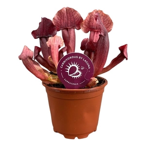 Sarracenia Maroon 8,5 cm