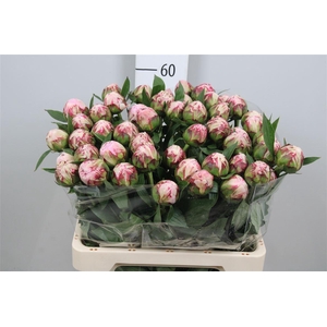 Paeo L Sara Bernhard