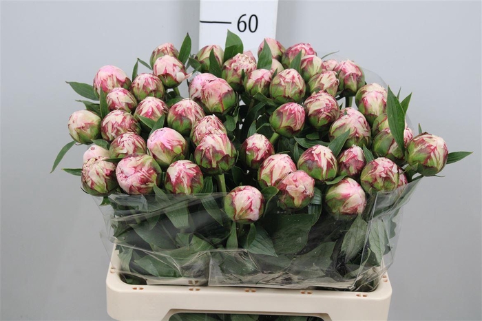 <h4>Paeo L Sara Bernhard</h4>