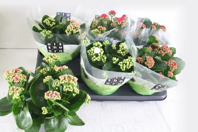 arr8 Kal Ge Gem 4 Kl