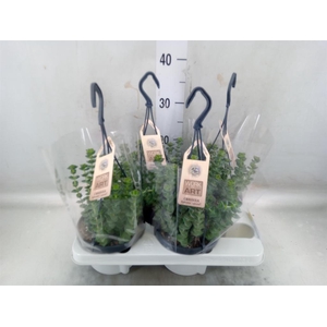 Crassula marnieriana