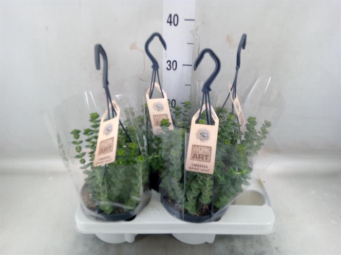 <h4>Crassula marnieriana</h4>