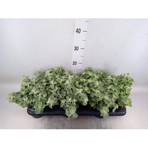 Helichrysum petiolare