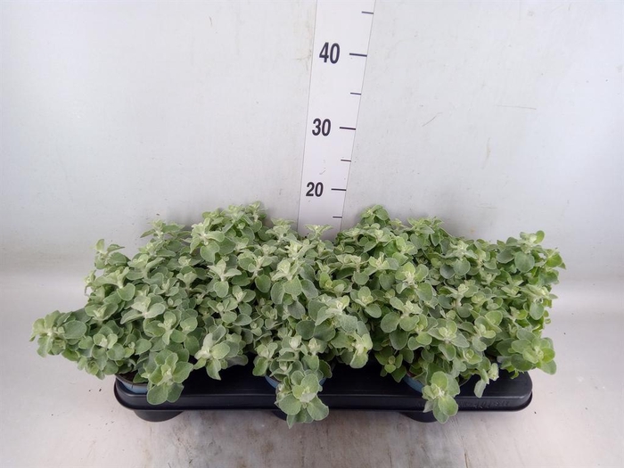 <h4>Helichrysum petiolare</h4>