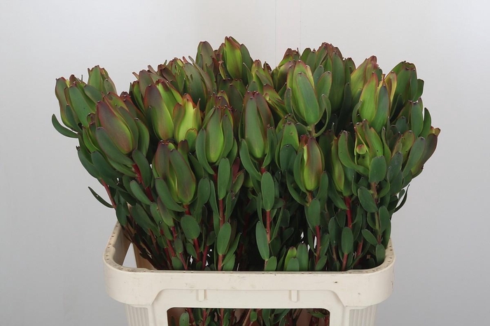 <h4>Leucadendron Laurel Yellow Spray</h4>