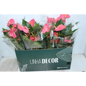 ANTHURIUM P15 ROSA