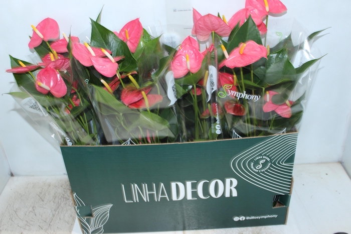 <h4>ANTHURIUM P15 ROSA</h4>