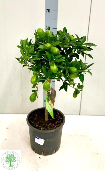 <h4>CITR MARGARITA</h4>