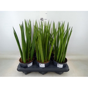 Sansevieria cyl.  ...