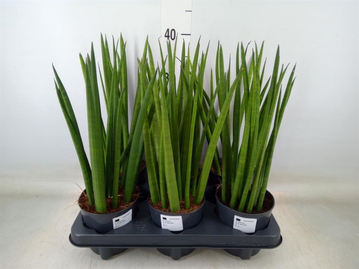<h4>Sansevieria cyl.  ...</h4>