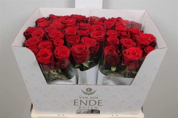 <h4>R Gr Red Naomi!</h4>