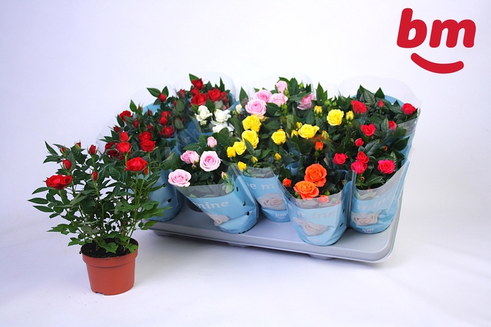 <h4>RO B MONDE GEM</h4>