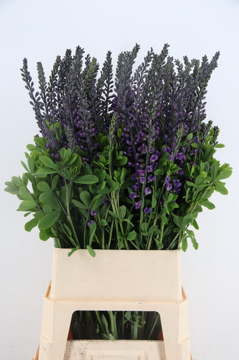 <h4>BAPTISIA AUSTRALIS BLUE/PURPLE 100CM</h4>