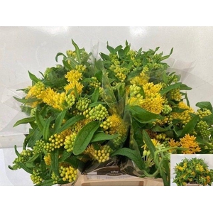 ASCL T HELLO YELLOW