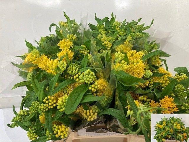 <h4>ASCL T HELLO YELLOW</h4>