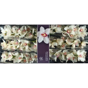 Cymb Tak Mazurka x 6