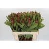 Protea Robijn