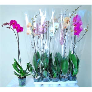 PHAL GEM 7 KL
