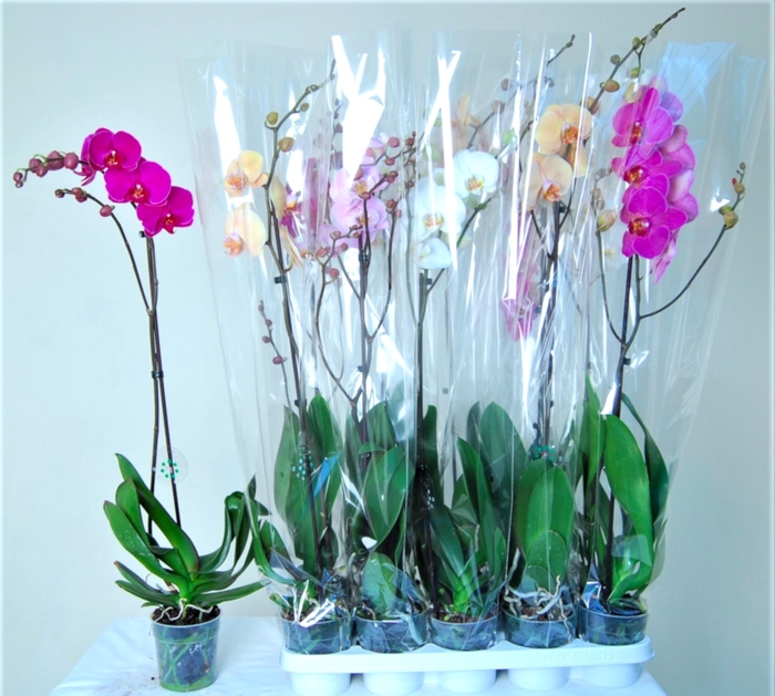 <h4>PHAL GEM 7 KL</h4>