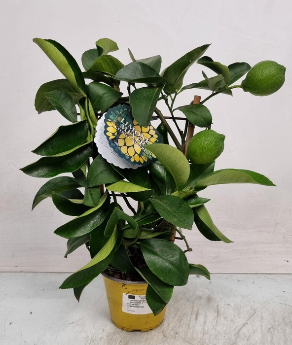 <h4>CITR MEYERI MEYER</h4>