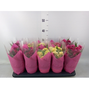 Celosia arg. CR 'Hot Topic'   ..mix