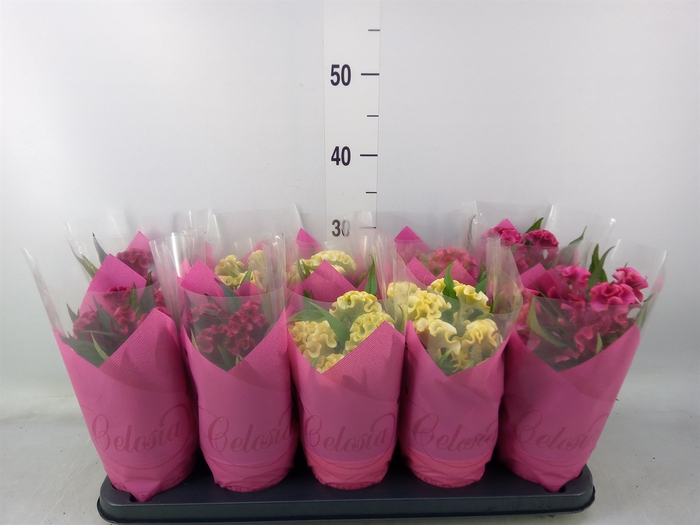 <h4>Celosia arg. CR 'Hot Topic'   ..mix</h4>