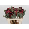 Protea Barbigera Ruby Princess