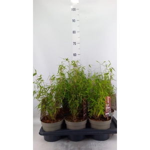 Fargesia  'Jiuzhaigou 1'