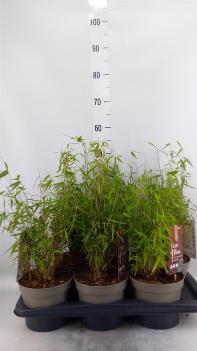 <h4>Fargesia  'Jiuzhaigou 1'</h4>