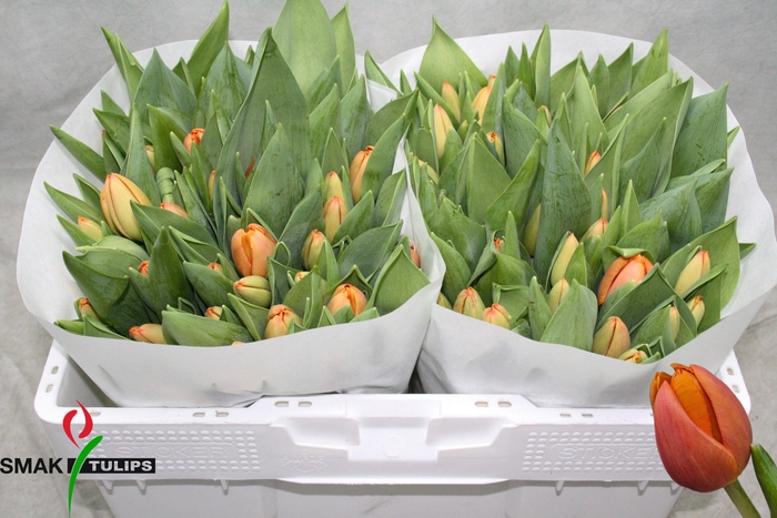 <h4>TU EN TIME OUT</h4>