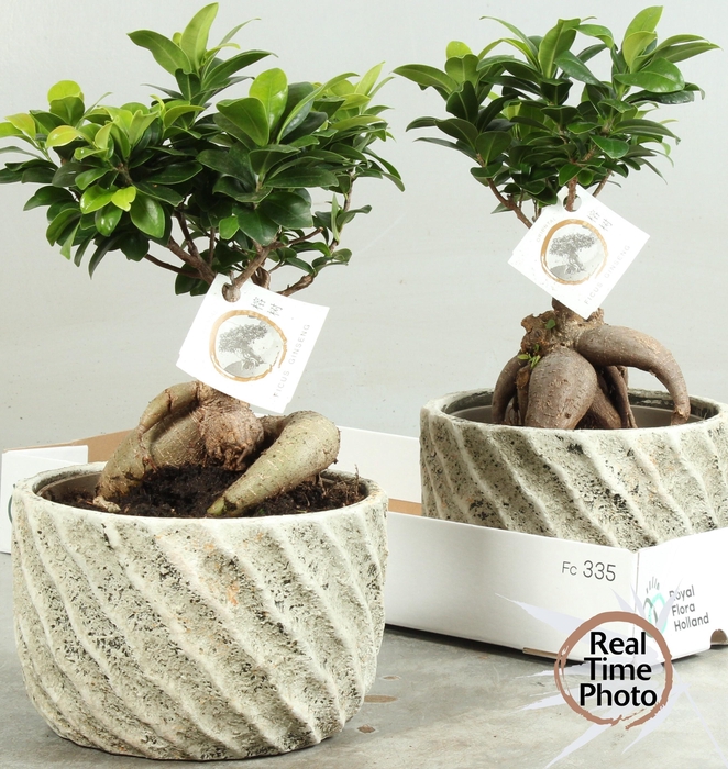 <h4>FIC MI GINSENG</h4>