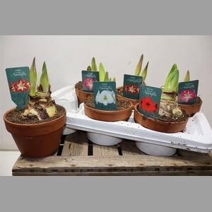 Hippeas Gem In Terra Cotta