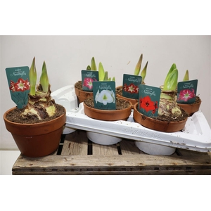 Hippeas Gem In Terra Cotta