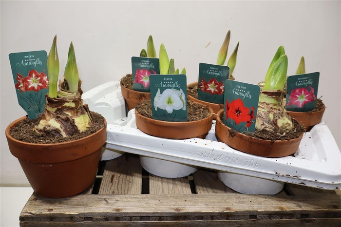 <h4>Hippeas Gem In Terra Cotta</h4>