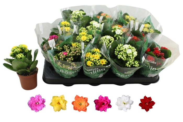 <h4>KAL GE RO GEM 6 KL</h4>