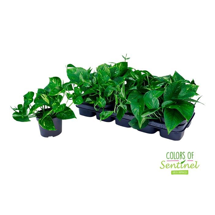 <h4>Epipremnum pinnatum Aureum 12Ø 20cm</h4>