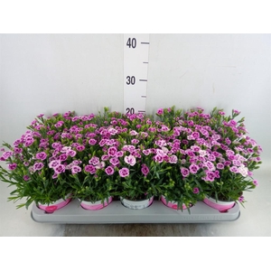 Dianthus  'Pink Kisses'