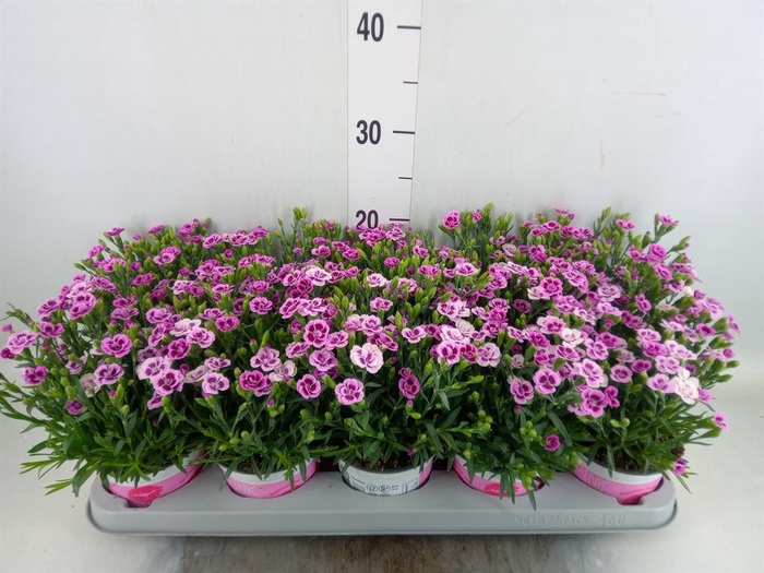 <h4>Dianthus 'Pink Kisses'</h4>